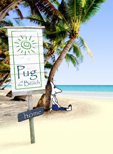 Pug at the Beach